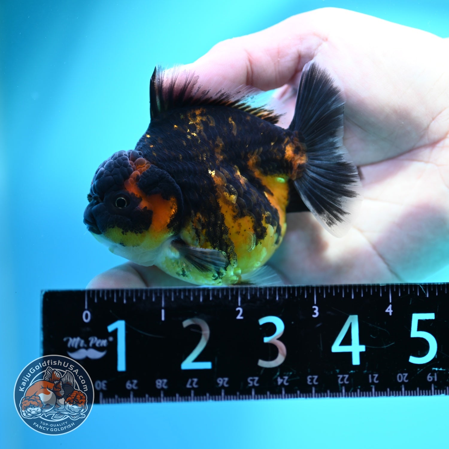 Heavy Ink Tiger Oranda 3 inch Body (260612_OR03)