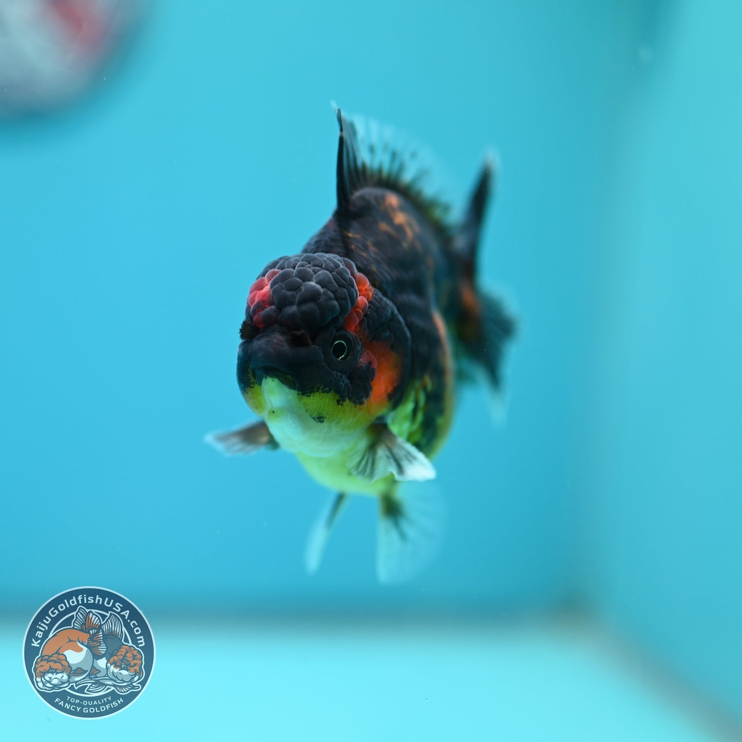 Heavy Ink Tiger Oranda 3 inch Body (260612_OR03)