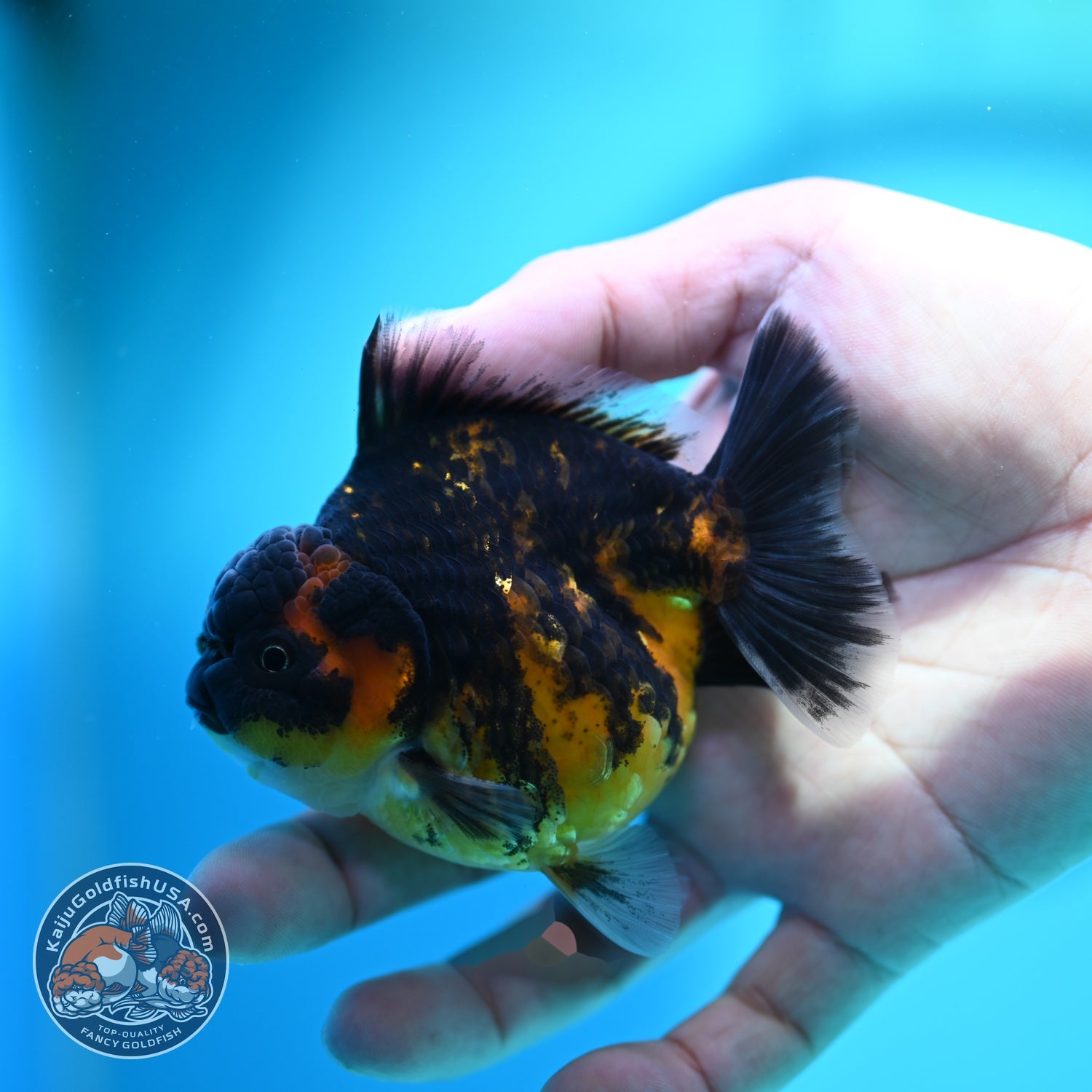 Heavy Ink Tiger Oranda 3 inch Body (260612_OR03)