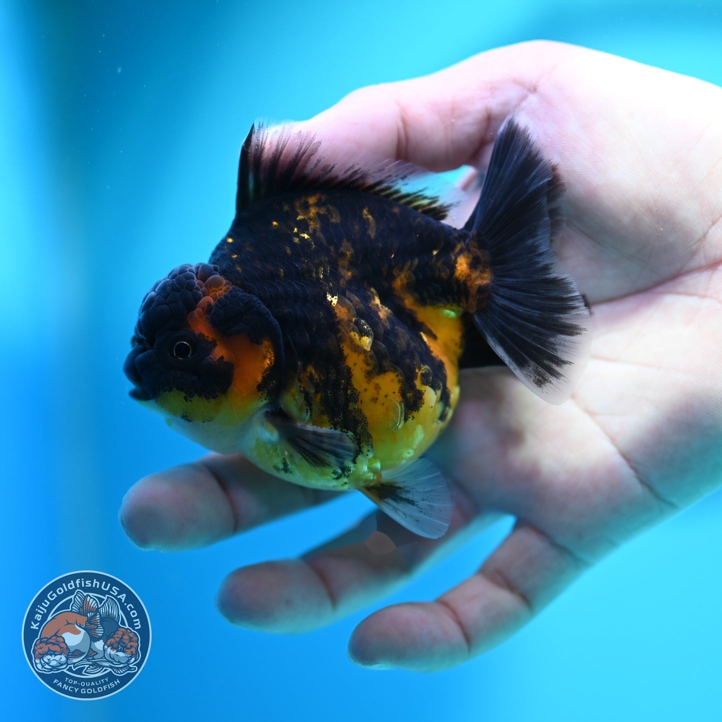 Heavy Ink Tiger Oranda 3 inch Body (260612_OR03)