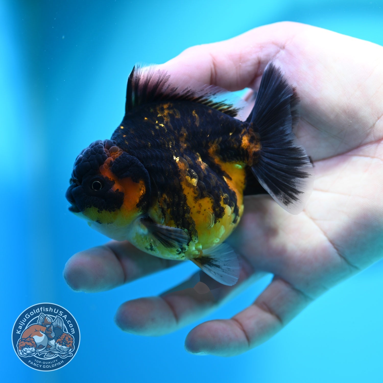 Heavy Ink Tiger Oranda 3 inch Body (260612_OR03)