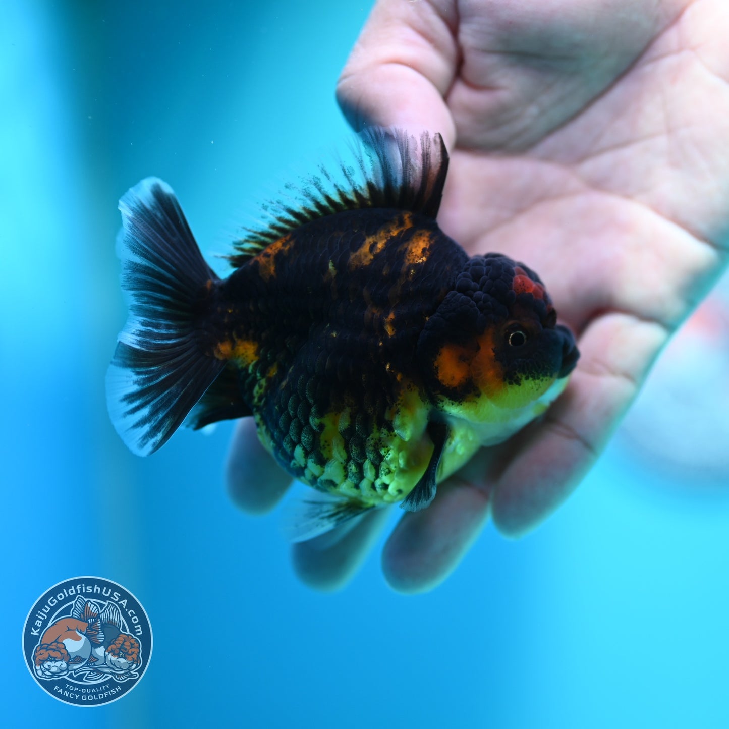 Heavy Ink Tiger Oranda 3 inch Body (260612_OR03)