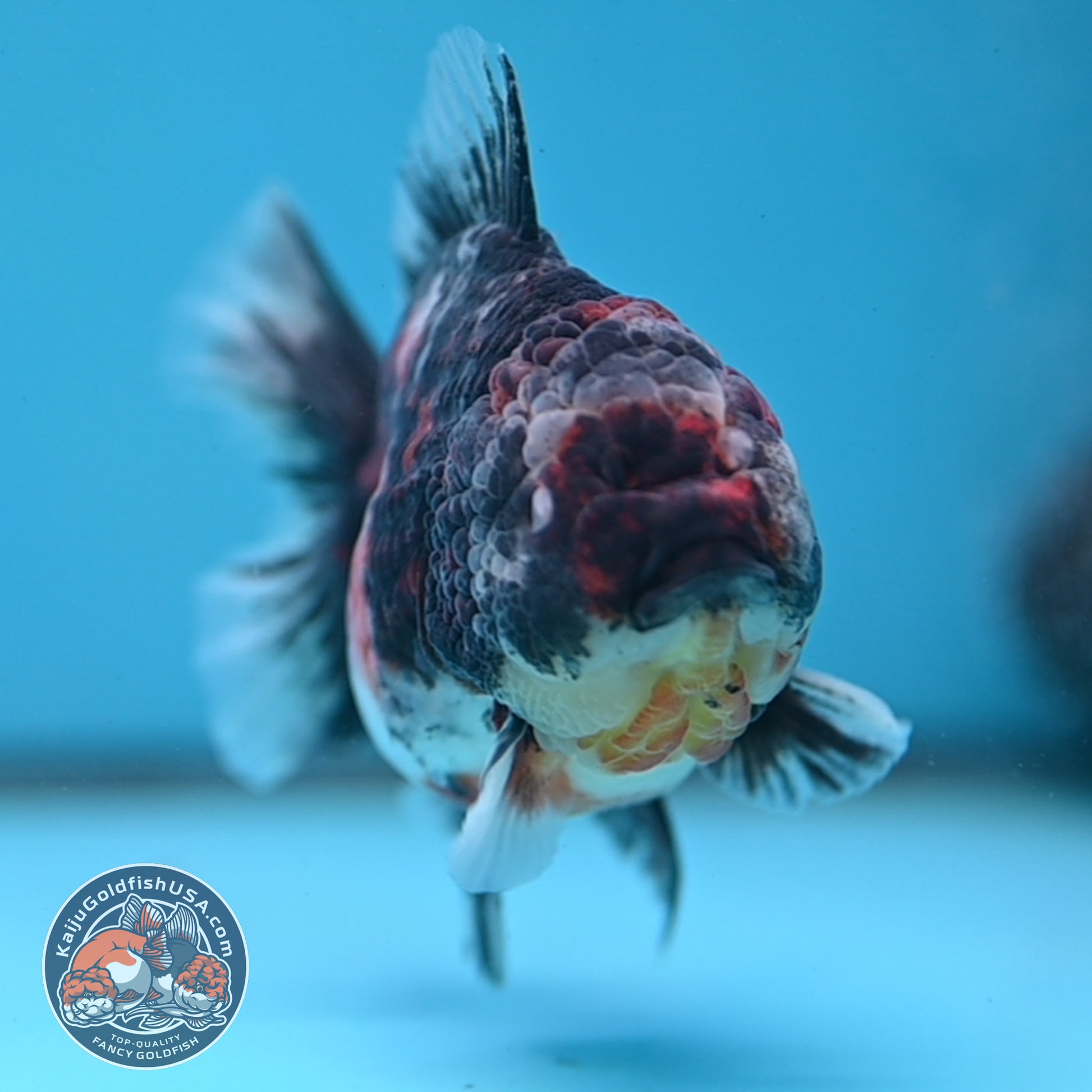 Heavy Ink Tiger Oranda 3.5 inch Body (251114_OR08)