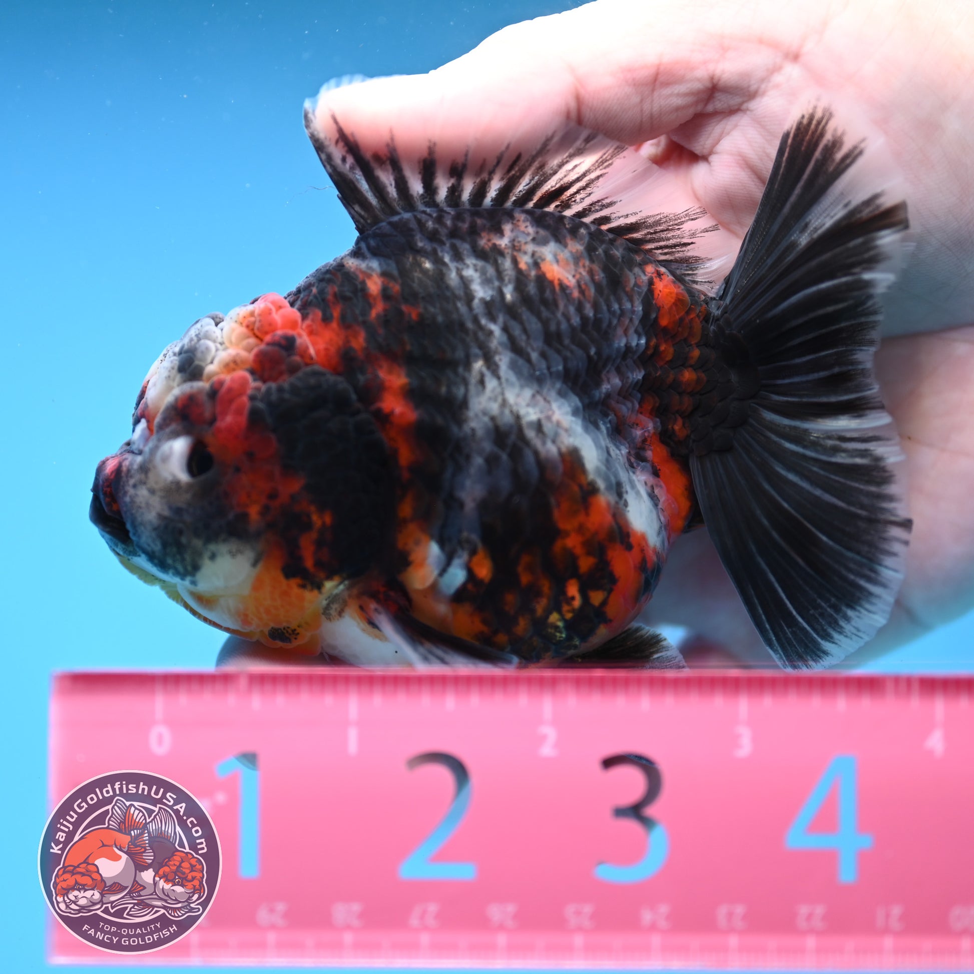 Heavy Ink Tiger Oranda 3.5 inch Body (251114_OR08)