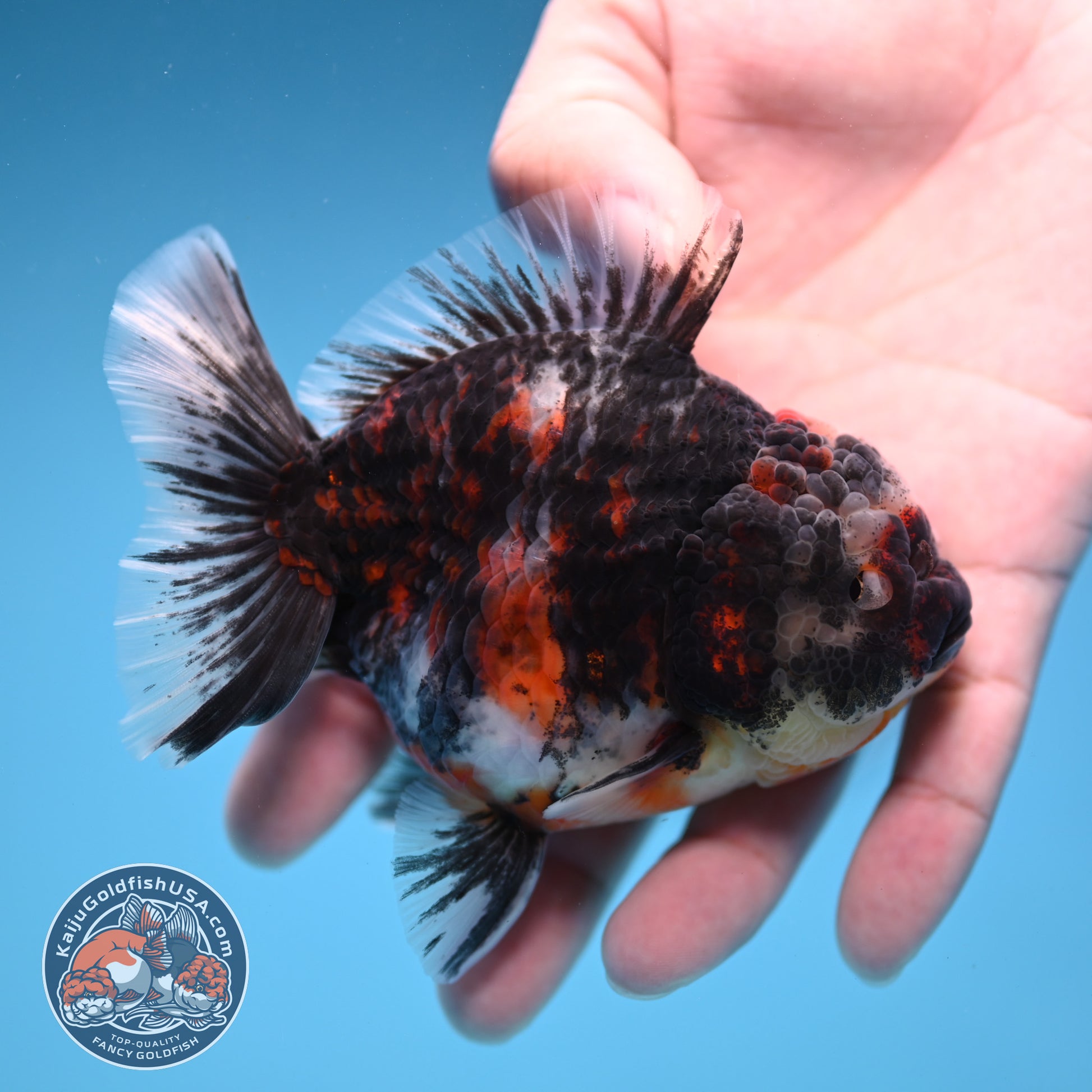 Heavy Ink Tiger Oranda 3.5 inch Body (251114_OR08)