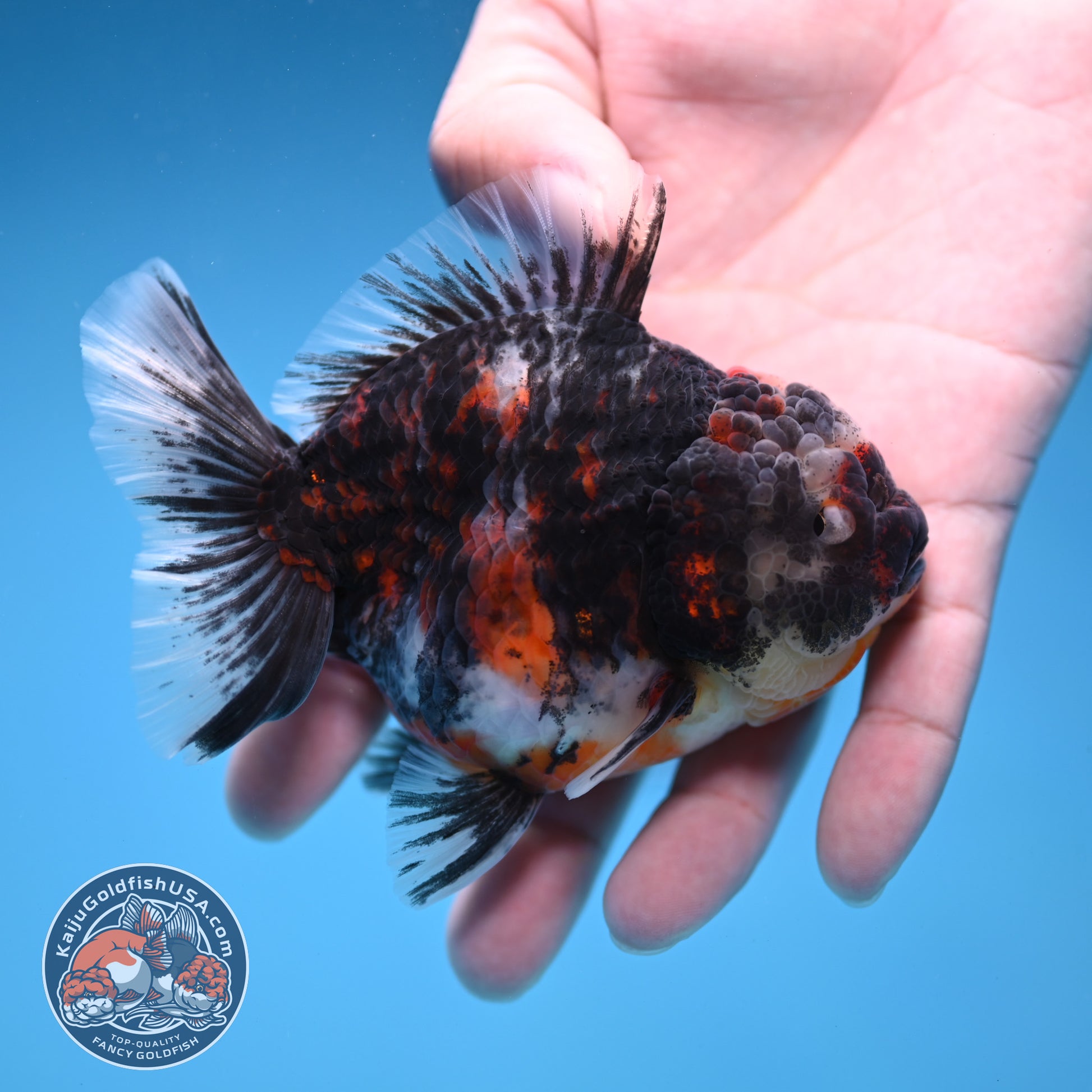 Heavy Ink Tiger Oranda 3.5 inch Body (251114_OR08)