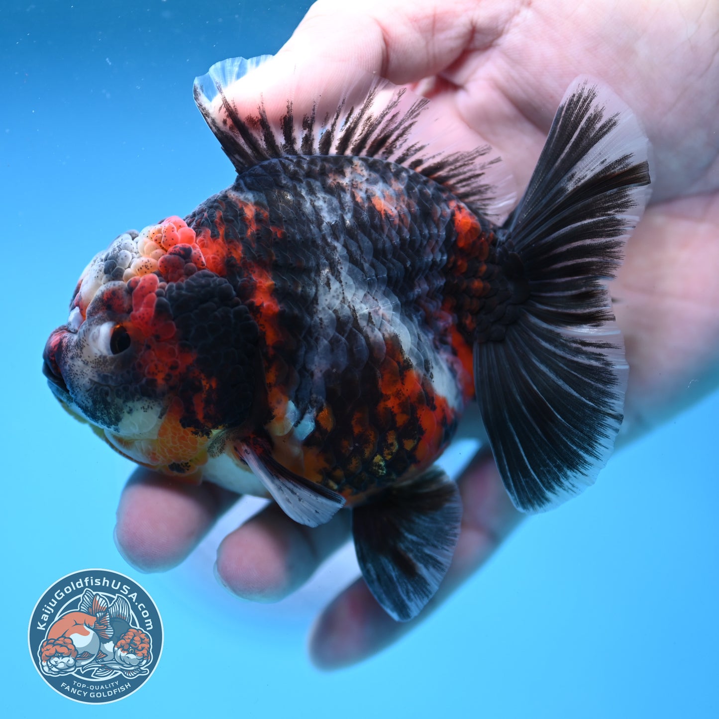 Heavy Ink Tiger Oranda 3.5 inch Body (251114_OR08)