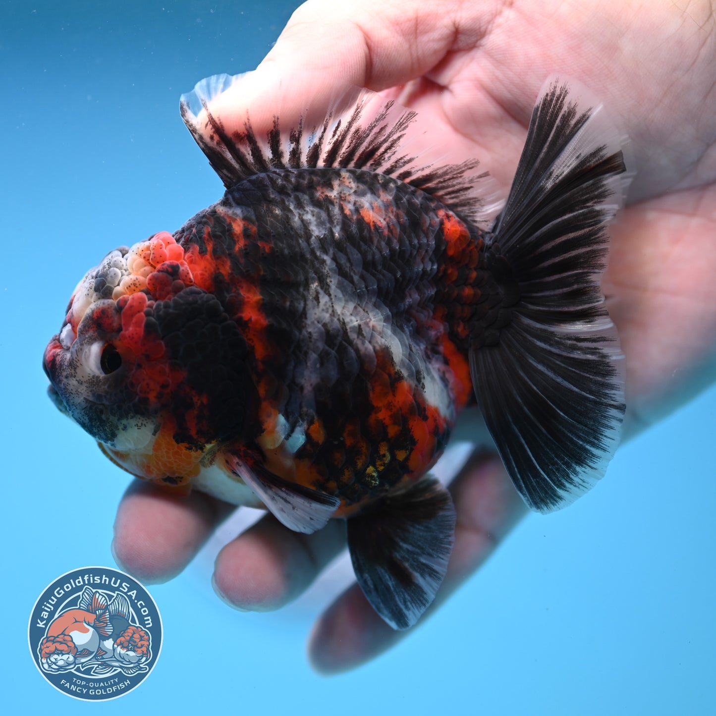 Heavy Ink Tiger Oranda 3.5 inch Body (251114_OR08)