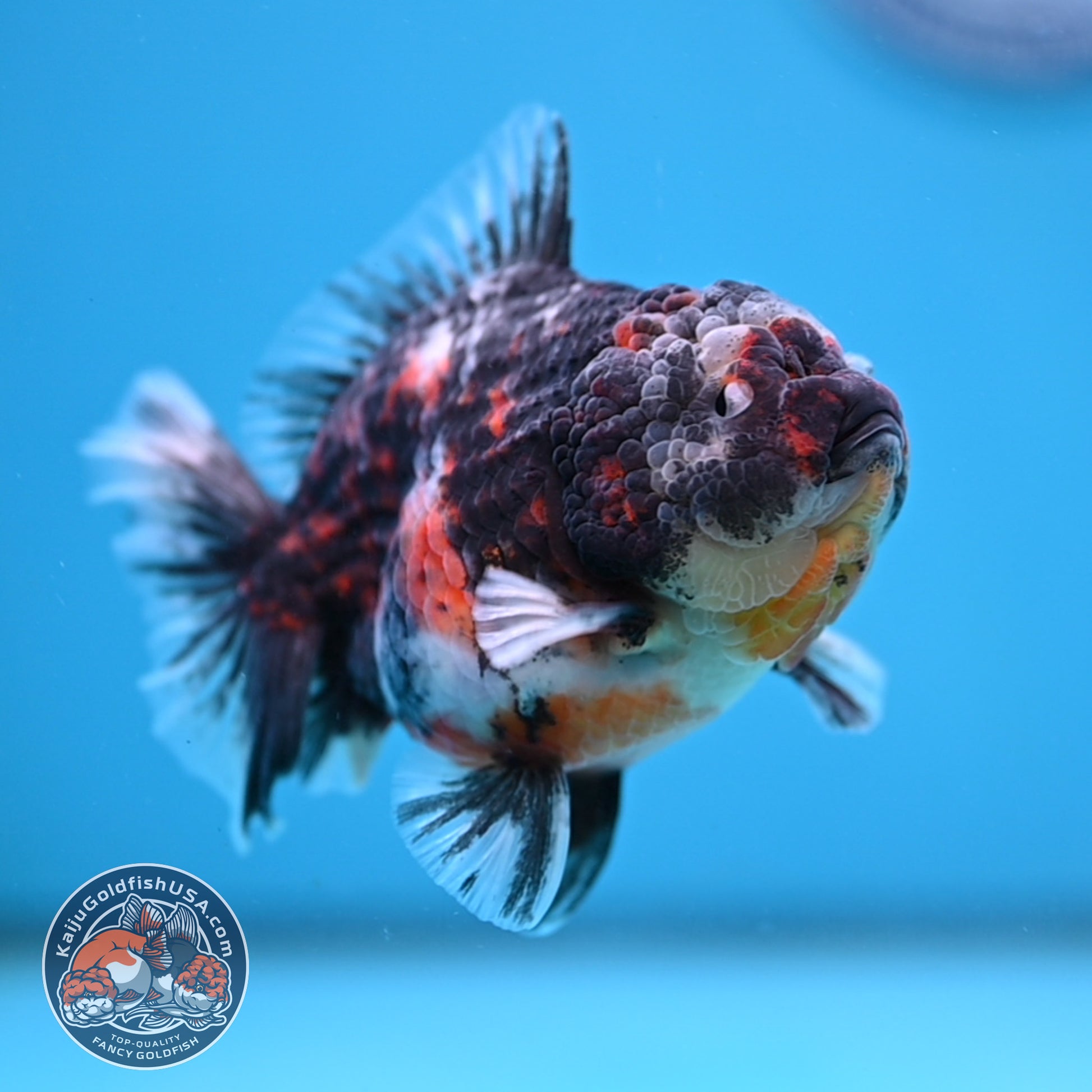 Heavy Ink Tiger Oranda 3.5 inch Body (251114_OR08)