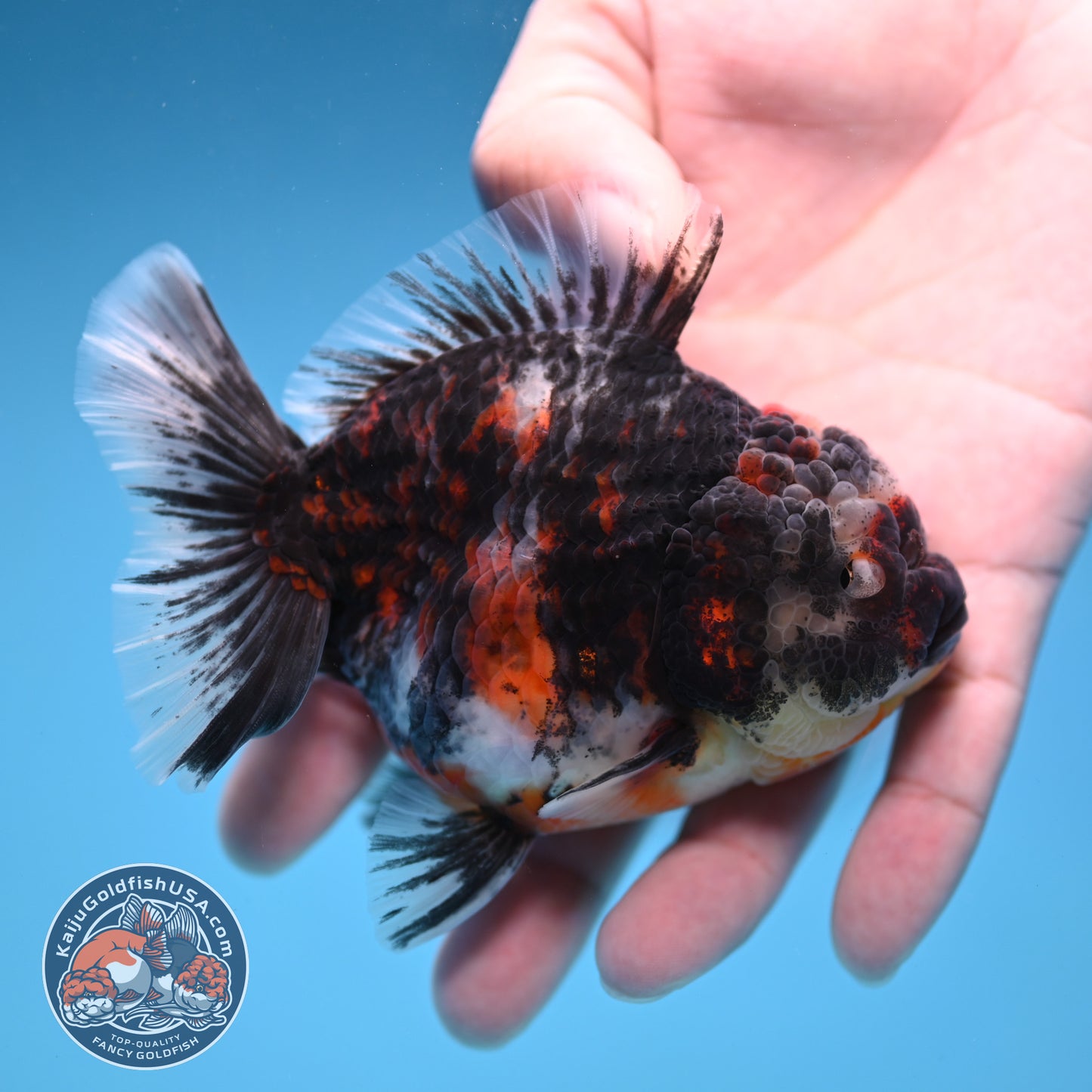 Heavy Ink Tiger Oranda 3.5 inch Body (251114_OR08)