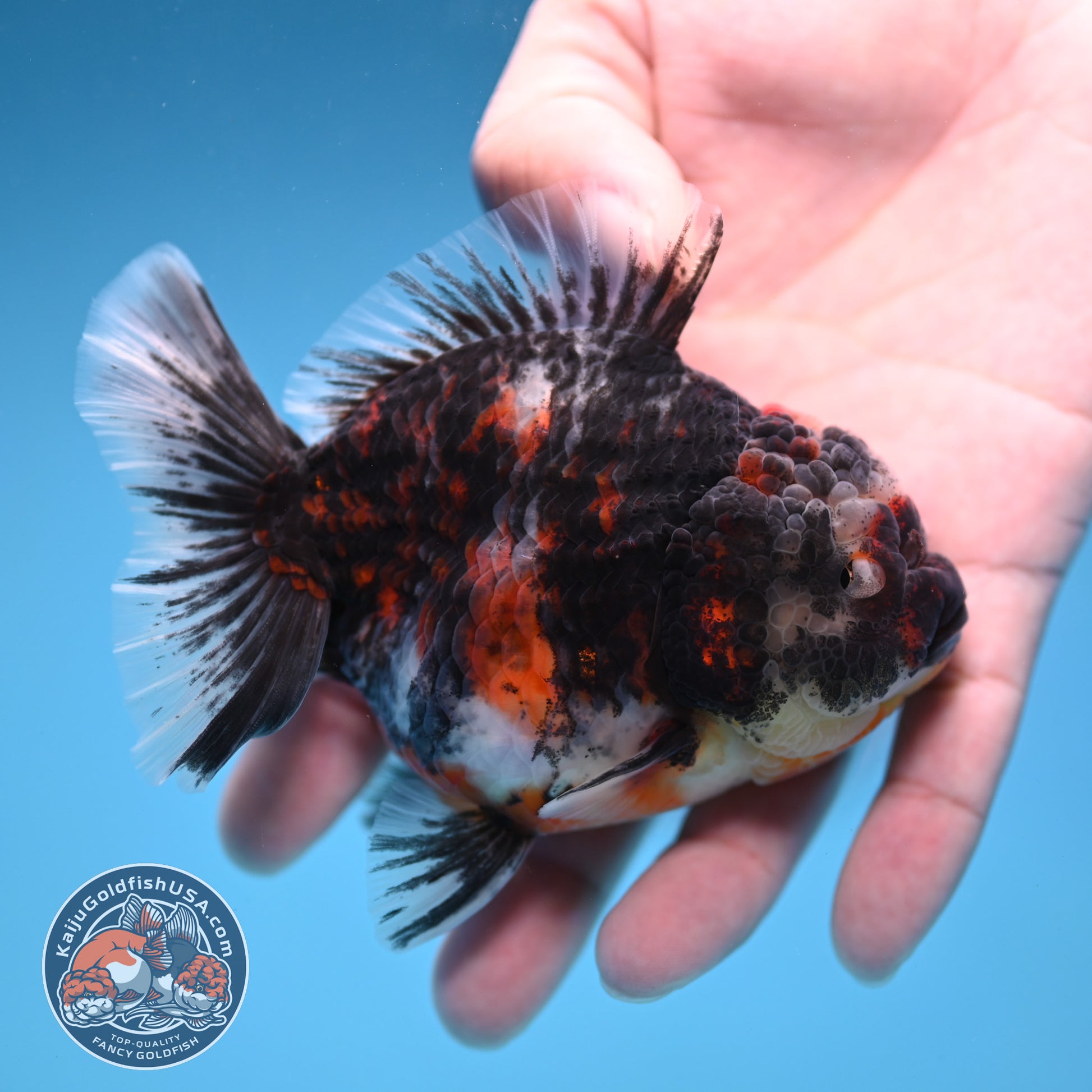 Heavy Ink Tiger Oranda 3.5 inch Body (251114_OR08)