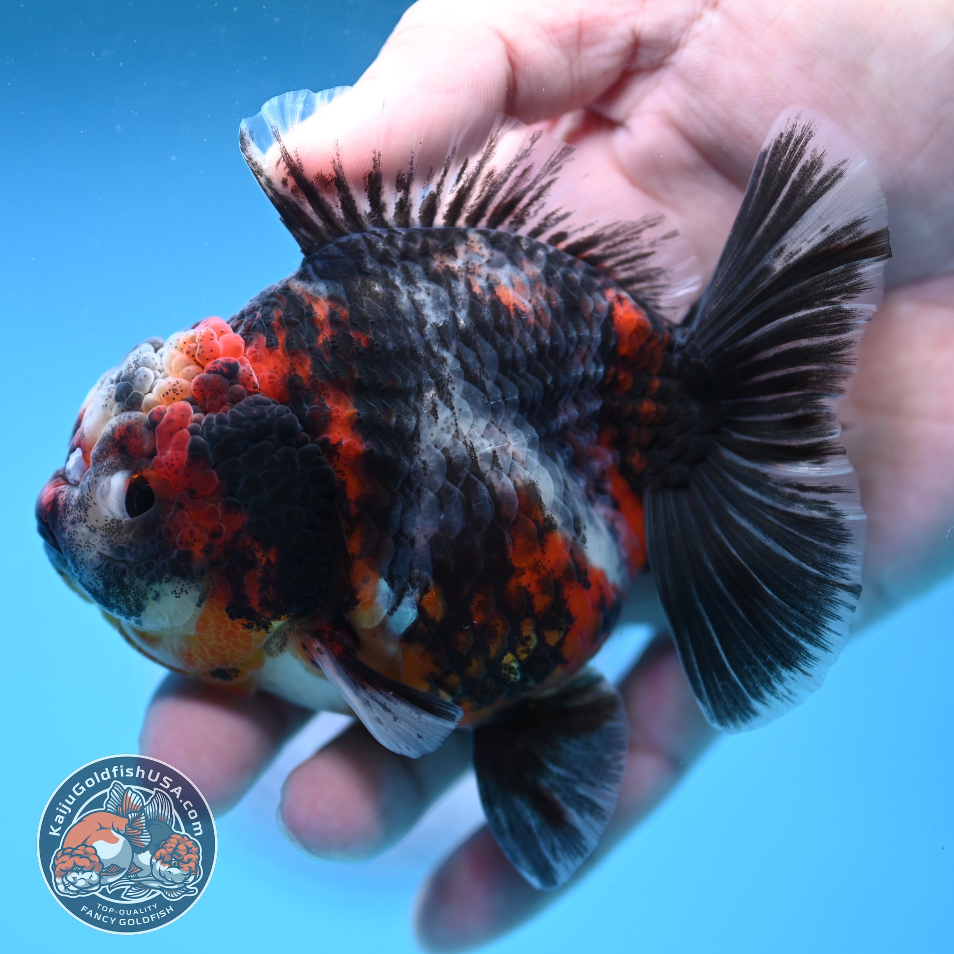 Heavy Ink Tiger Oranda 3.5 inch Body (251114_OR08)