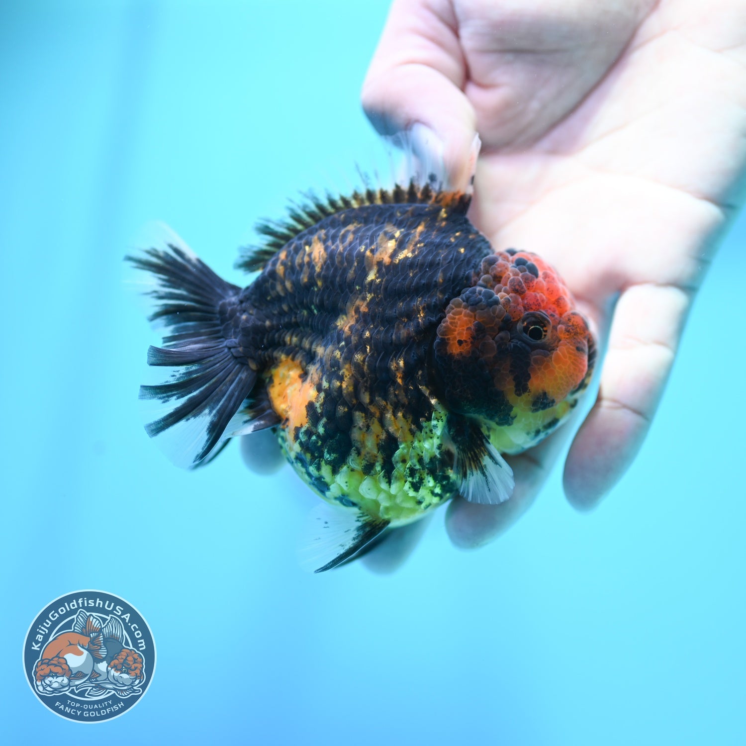 Heavy Ink Tiger Oranda 3.5 inch Body (260605_OR07)