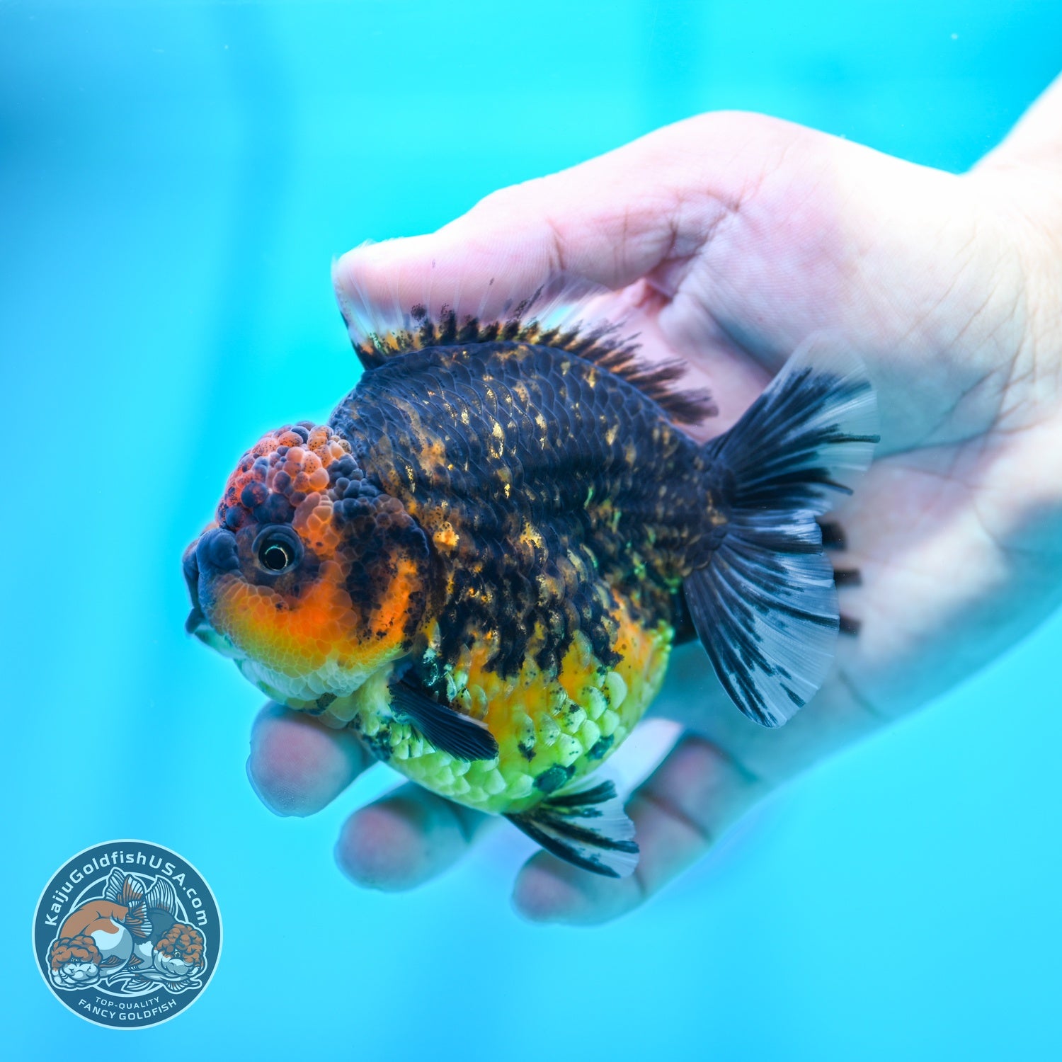 Heavy Ink Tiger Oranda 3.5 inch Body (260605_OR07)