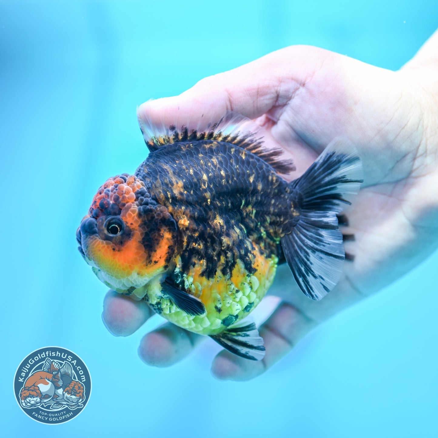 Heavy Ink Tiger Oranda 3.5 inch Body (260605_OR07)