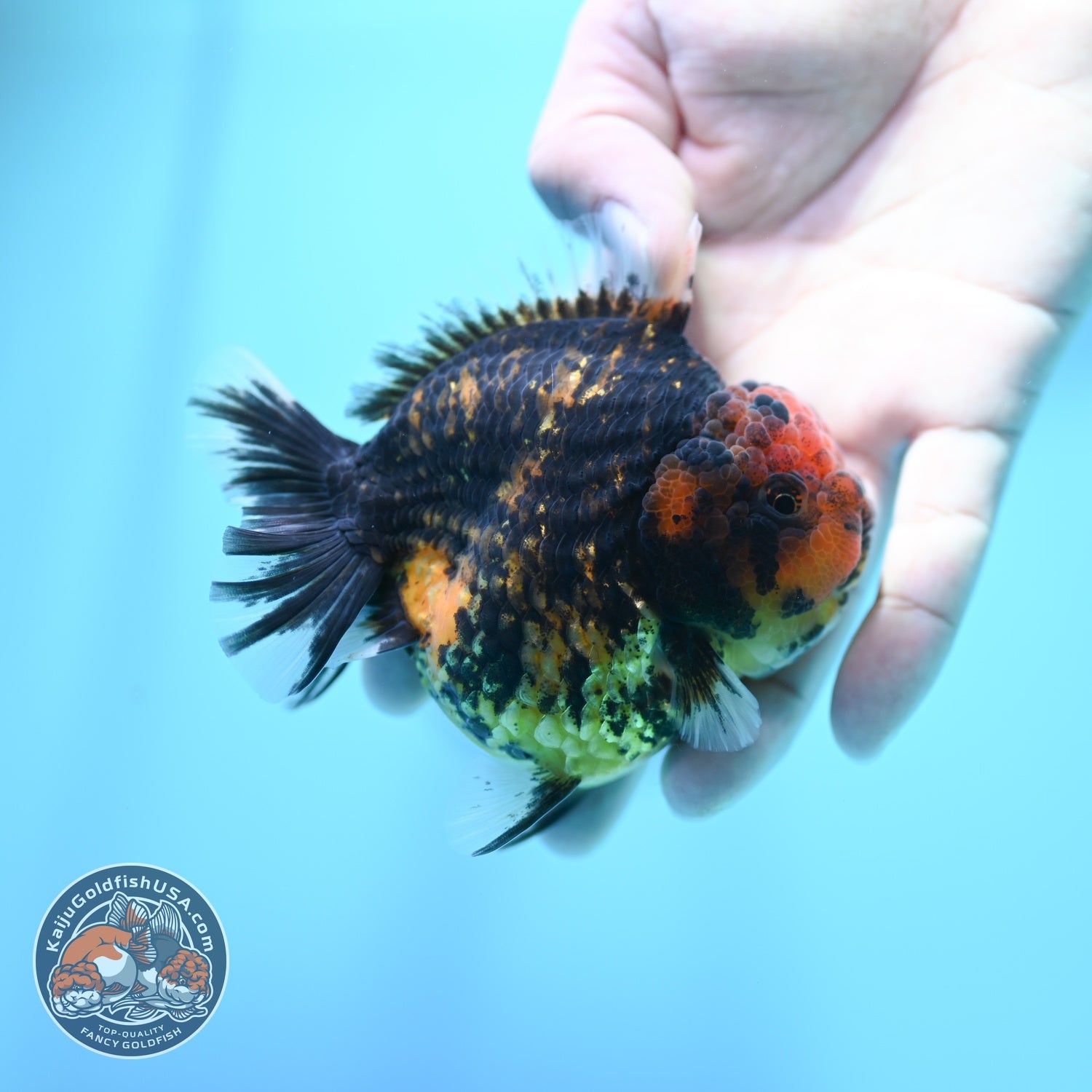 Heavy Ink Tiger Oranda 3.5 inch Body (260605_OR07)