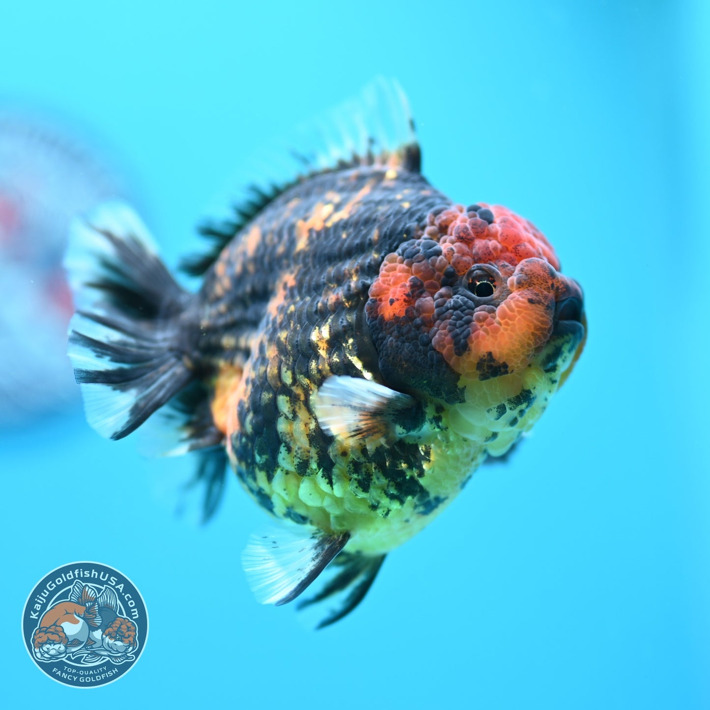 Heavy Ink Tiger Oranda 3.5 inch Body (260605_OR07)
