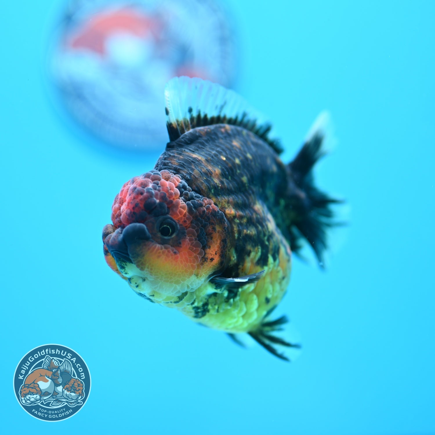 Heavy Ink Tiger Oranda 3.5 inch Body (260605_OR07)