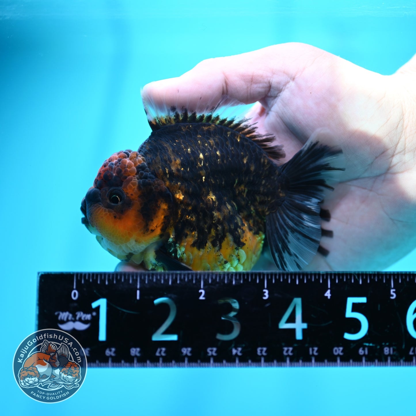 Heavy Ink Tiger Oranda 3.5 inch Body (260605_OR07)
