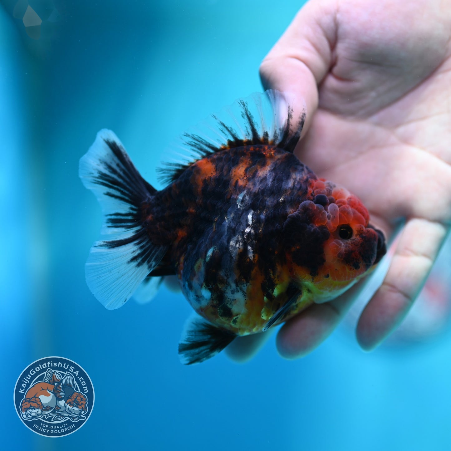 Heavy Ink Tiger Oranda 3.5 inch Body (260612_OR08)