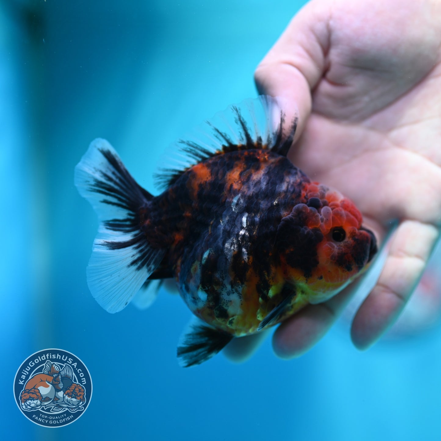 Heavy Ink Tiger Oranda 3.5 inch Body (260612_OR08)