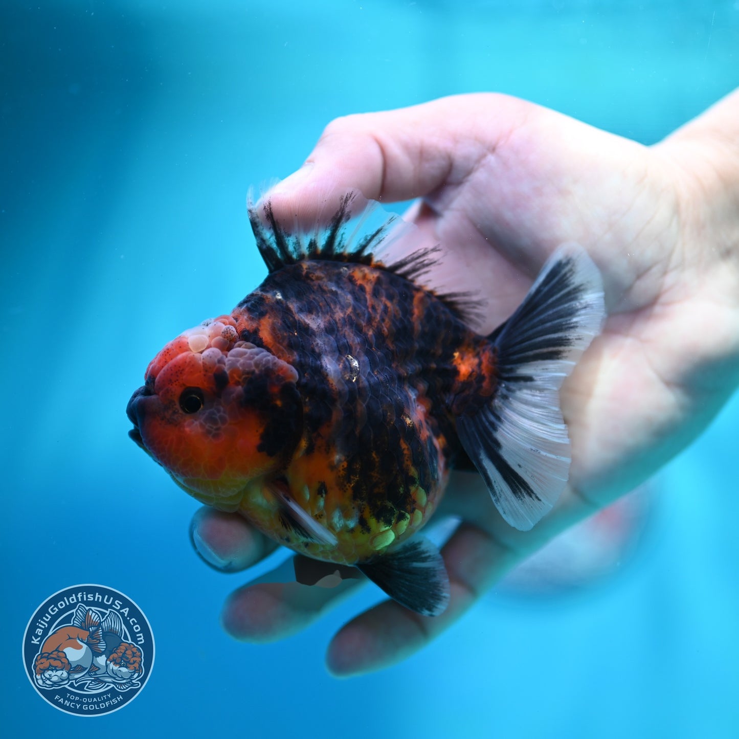 Heavy Ink Tiger Oranda 3.5 inch Body (260612_OR08)