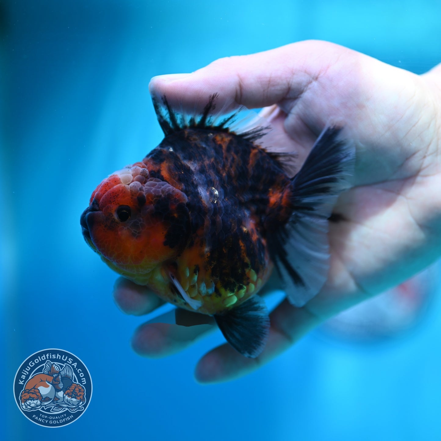 Heavy Ink Tiger Oranda 3.5 inch Body (260612_OR08)