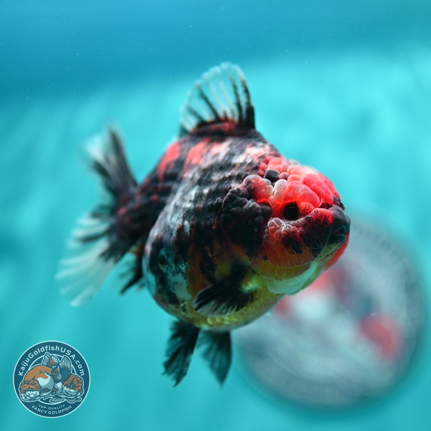 Heavy Ink Tiger Oranda 3.5 inch Body (260612_OR08)