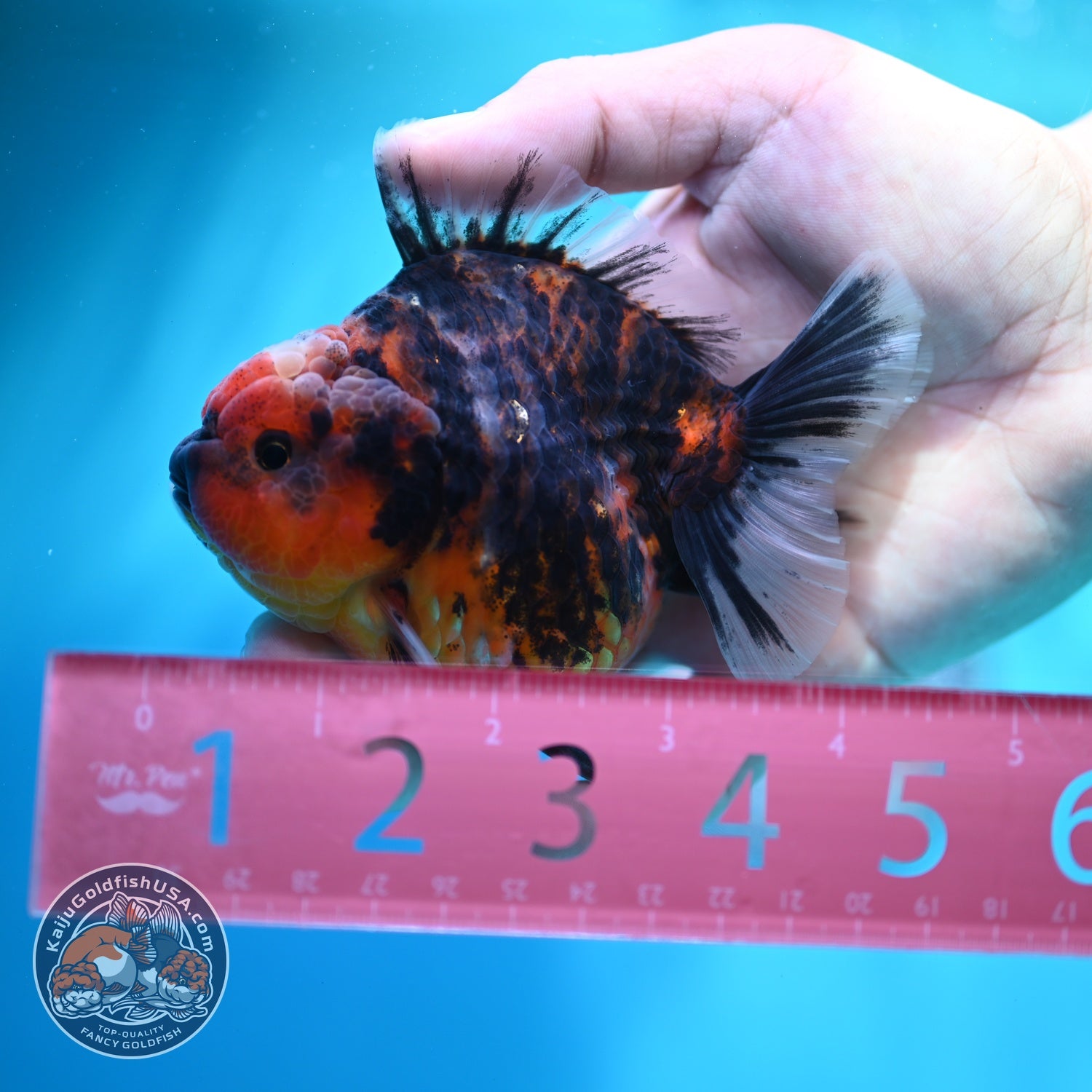 Heavy Ink Tiger Oranda 3.5 inch Body (260612_OR08)