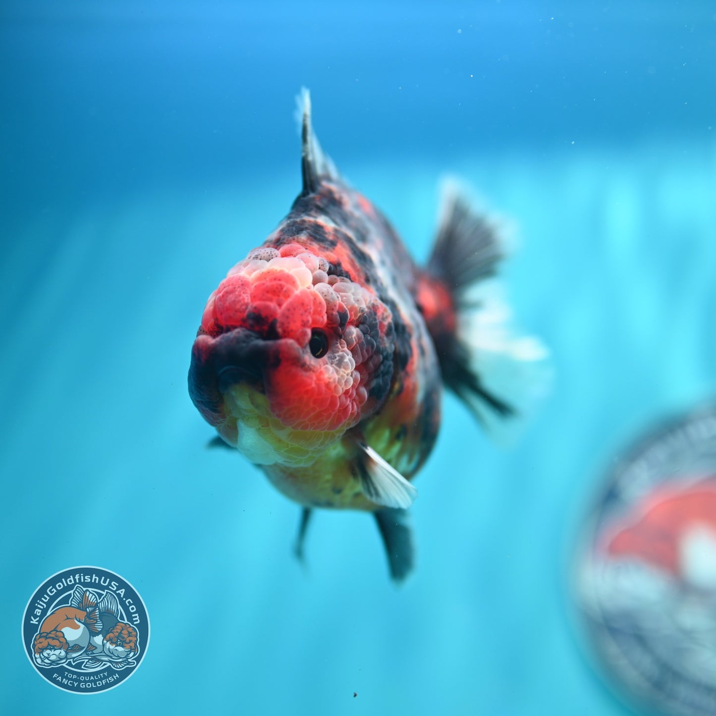 Heavy Ink Tiger Oranda 3.5 inch Body (260612_OR08)