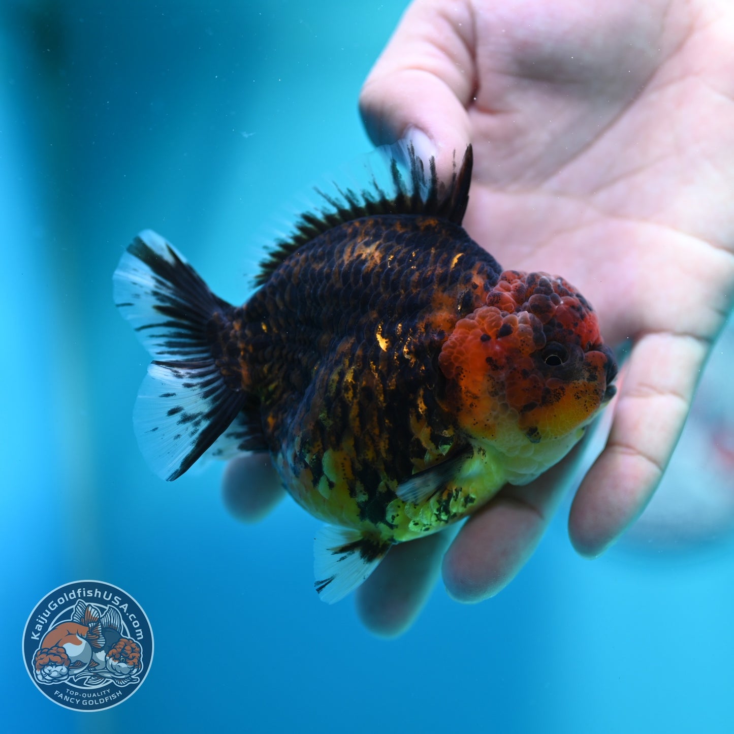 Heavy Ink Tiger Oranda 3.5 inch Body (260612_OR12)