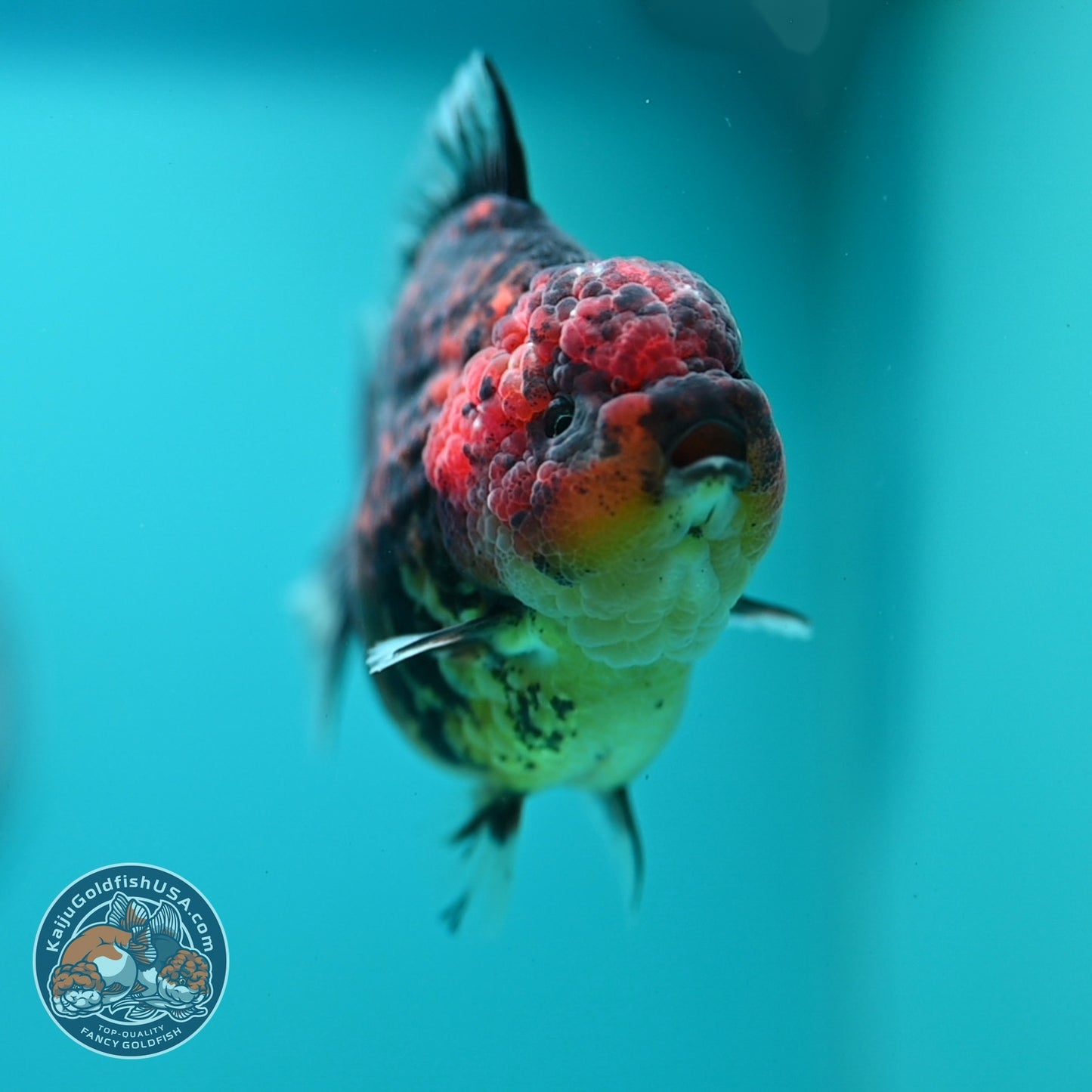 Heavy Ink Tiger Oranda 3.5 inch Body (260612_OR12)