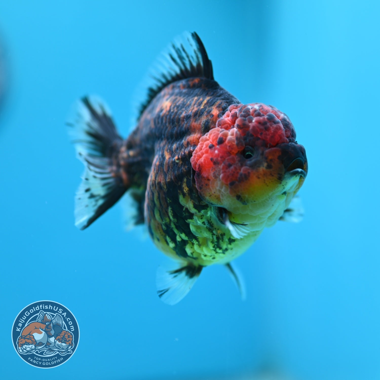 Heavy Ink Tiger Oranda 3.5 inch Body (260612_OR12)