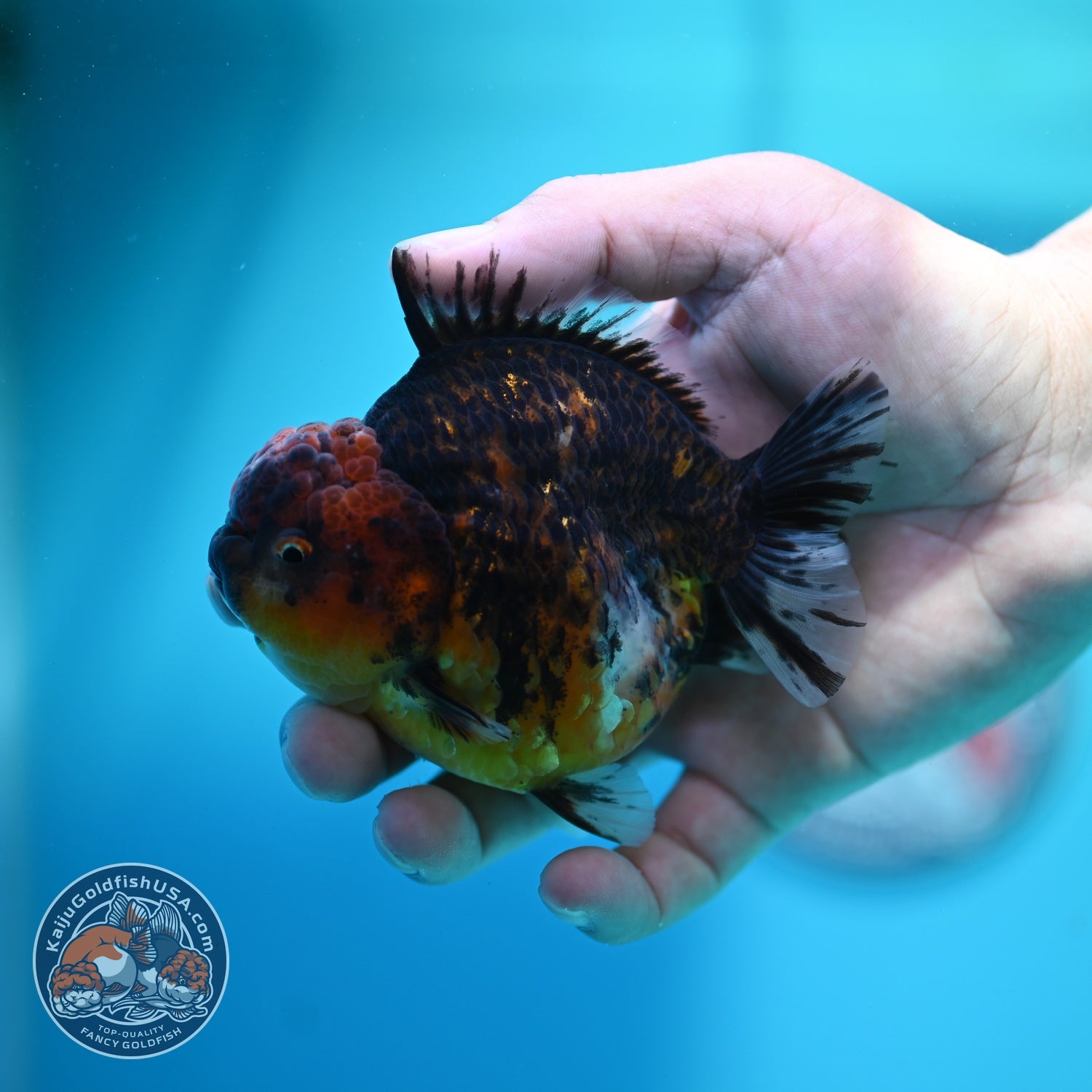Heavy Ink Tiger Oranda 3.5 inch Body (260612_OR12)