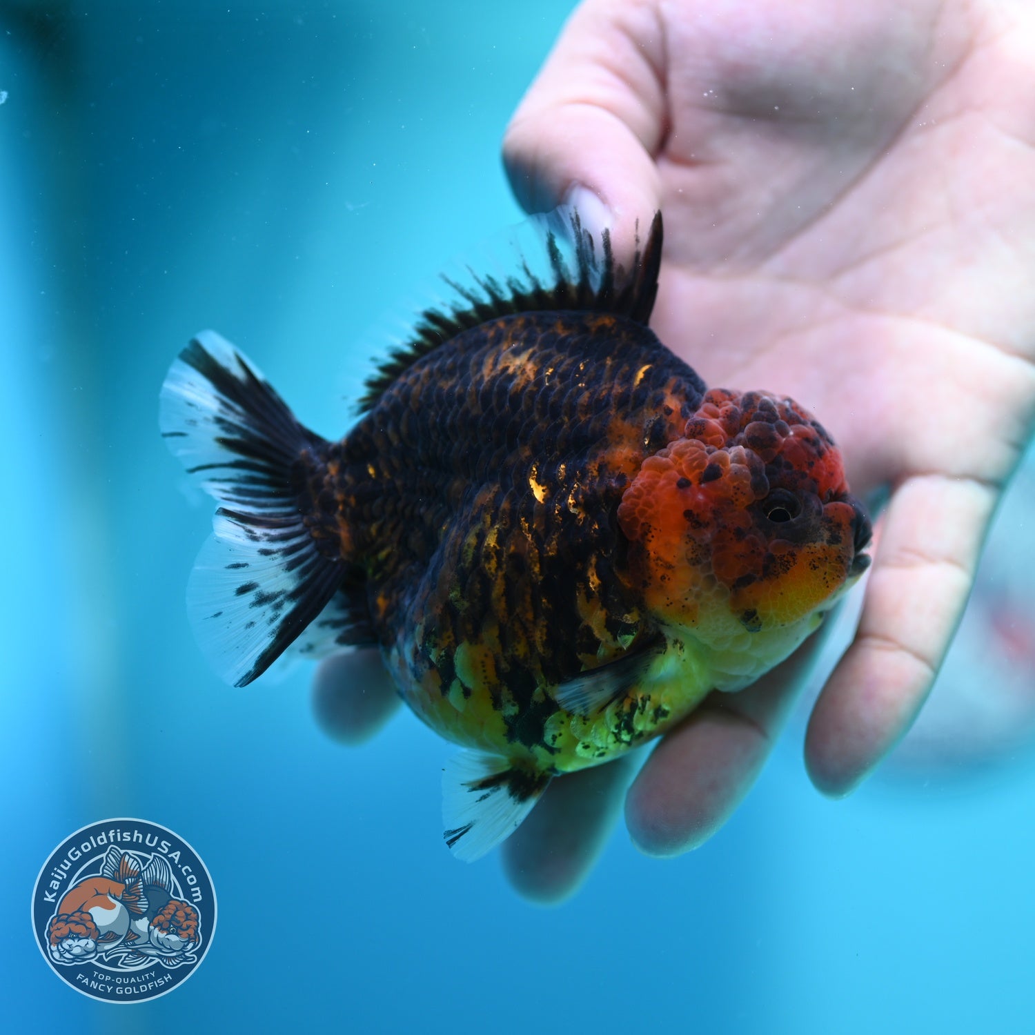 Heavy Ink Tiger Oranda 3.5 inch Body (260612_OR12)