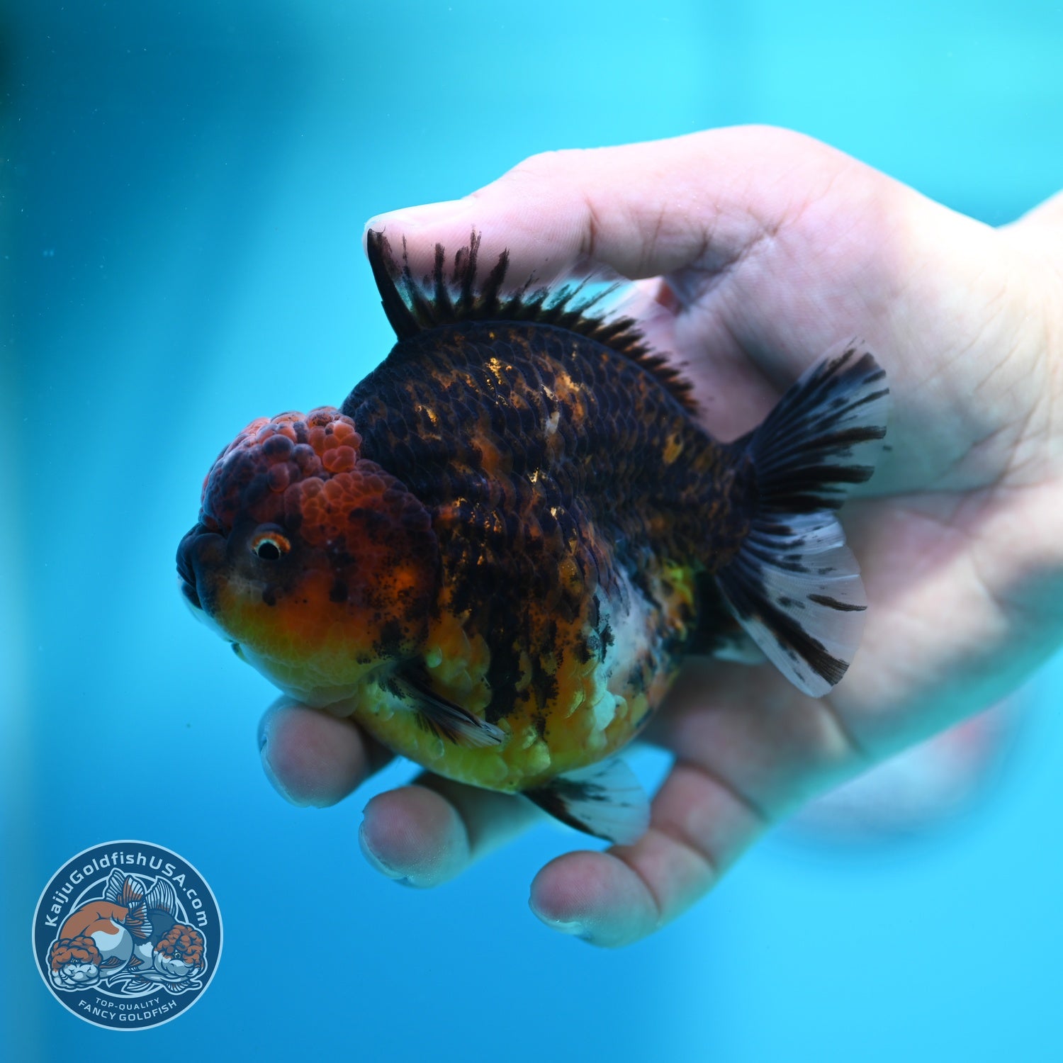 Heavy Ink Tiger Oranda 3.5 inch Body (260612_OR12)