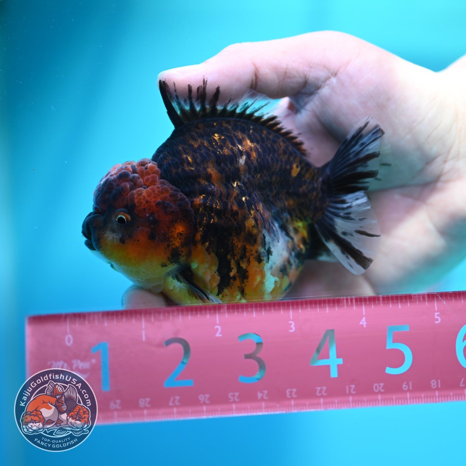 Heavy Ink Tiger Oranda 3.5 inch Body (260612_OR12)