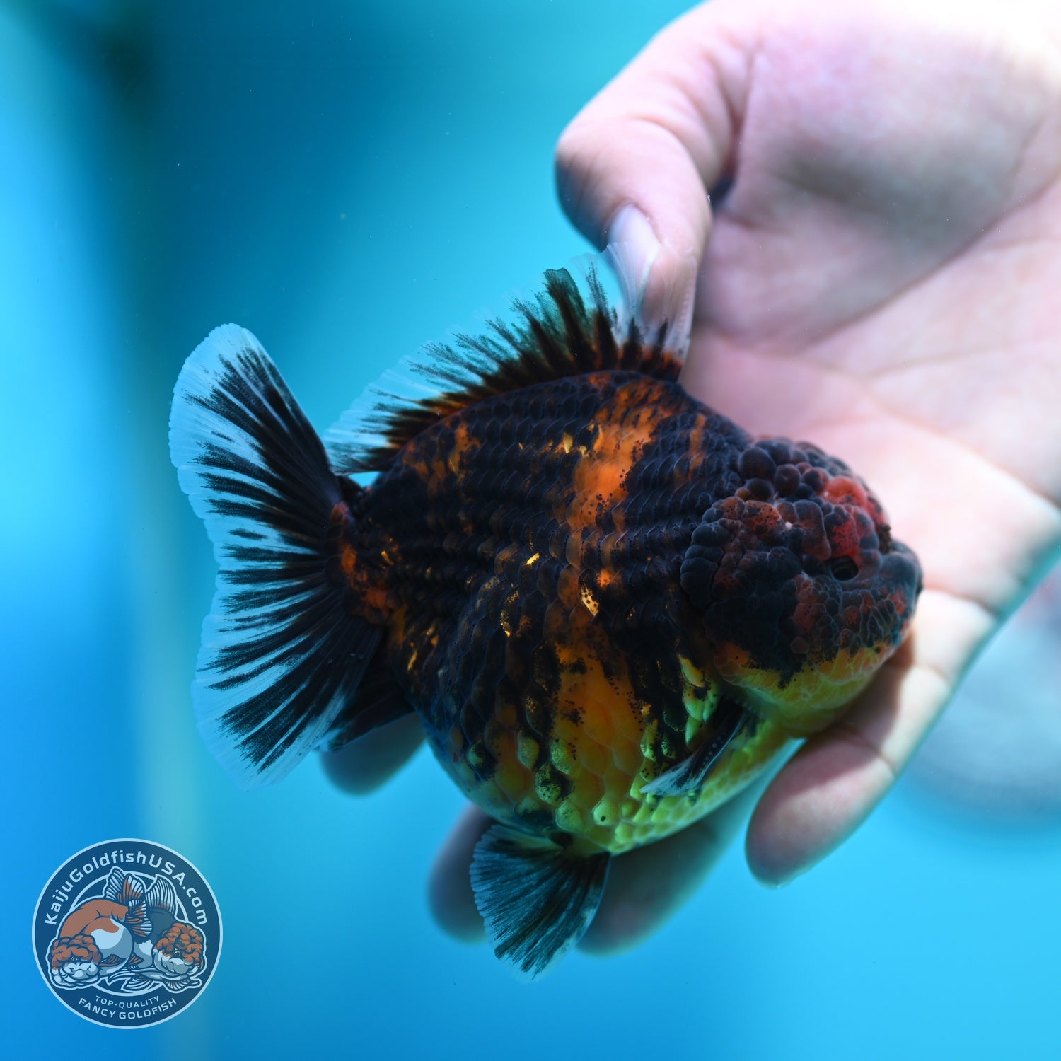 Heavy Ink Tiger Oranda 3.5 inch Body (260612_OR15)