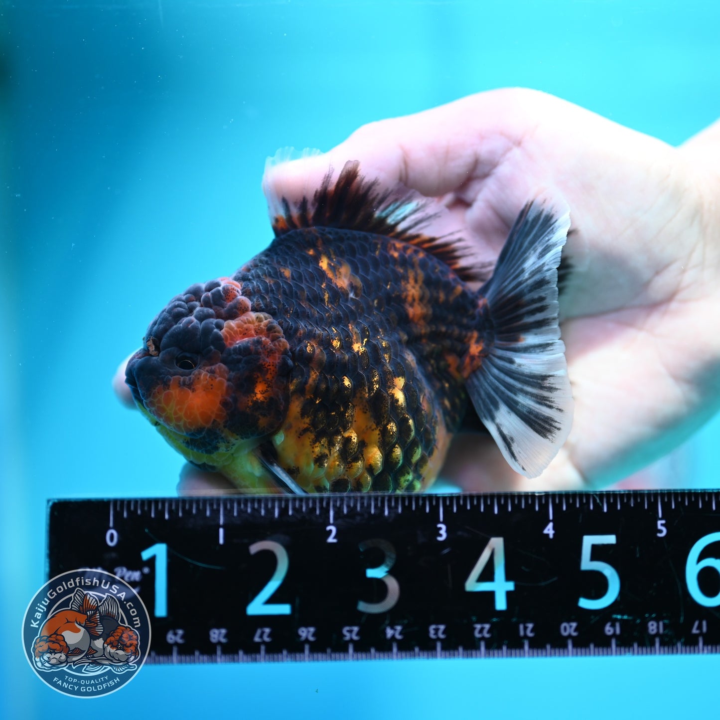Heavy Ink Tiger Oranda 3.5 inch Body (260612_OR15)