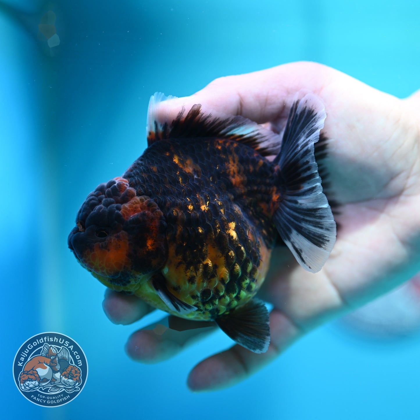Heavy Ink Tiger Oranda 3.5 inch Body (260612_OR15)