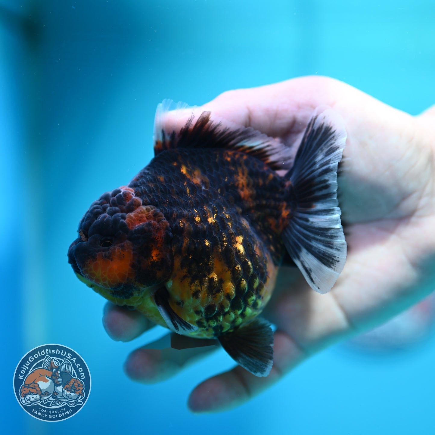 Heavy Ink Tiger Oranda 3.5 inch Body (260612_OR15)