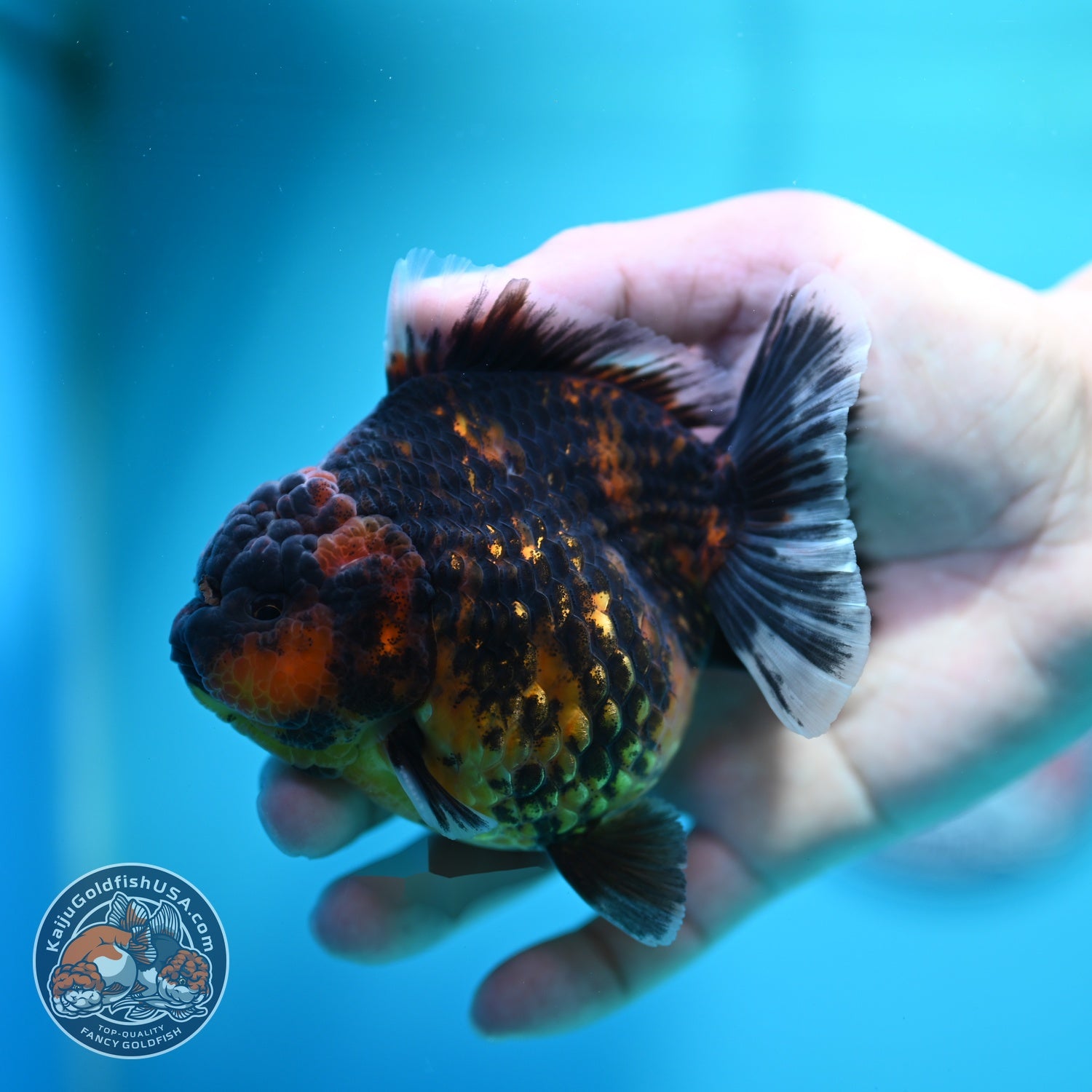 Heavy Ink Tiger Oranda 3.5 inch Body (260612_OR15)
