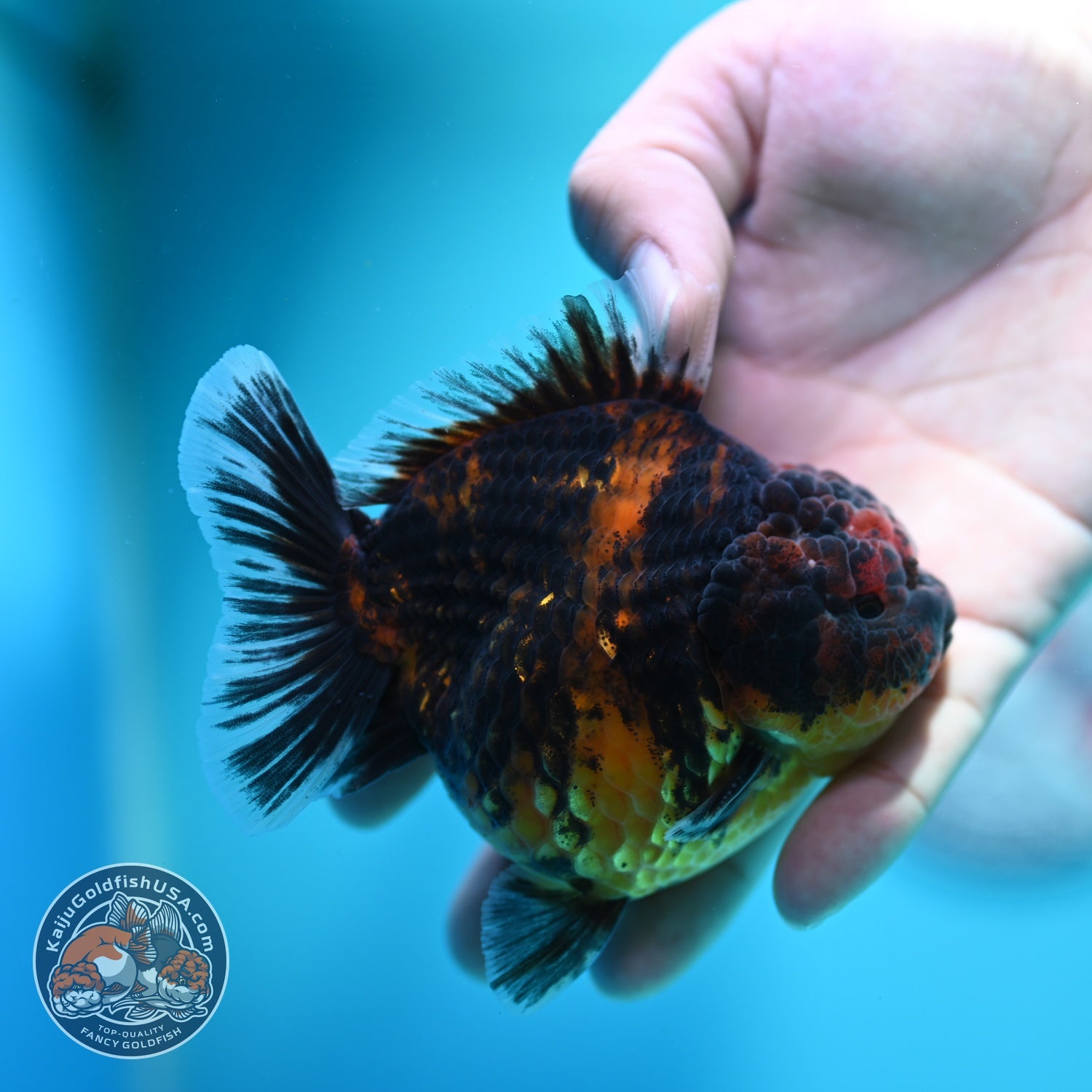 Heavy Ink Tiger Oranda 3.5 inch Body (260612_OR15)