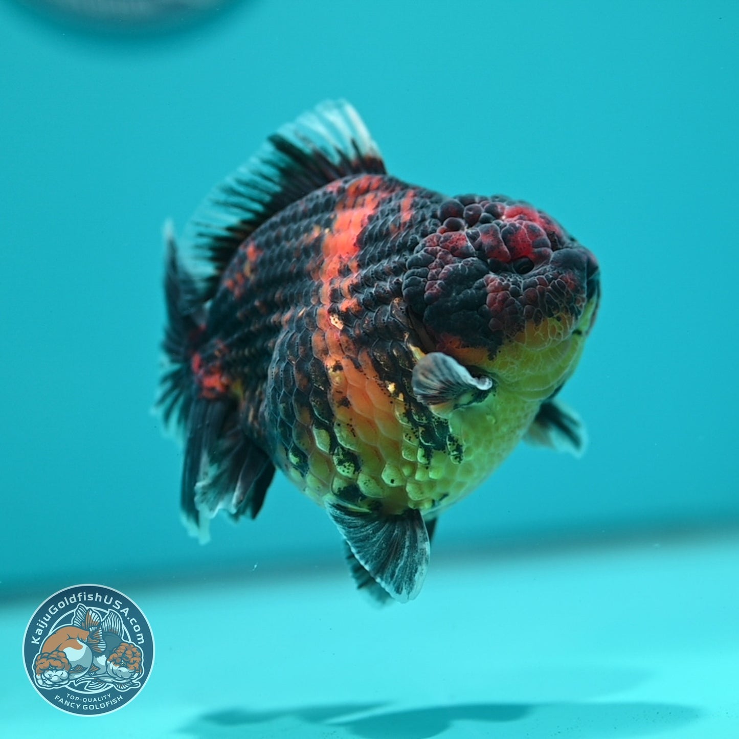 Heavy Ink Tiger Oranda 3.5 inch Body (260612_OR15)