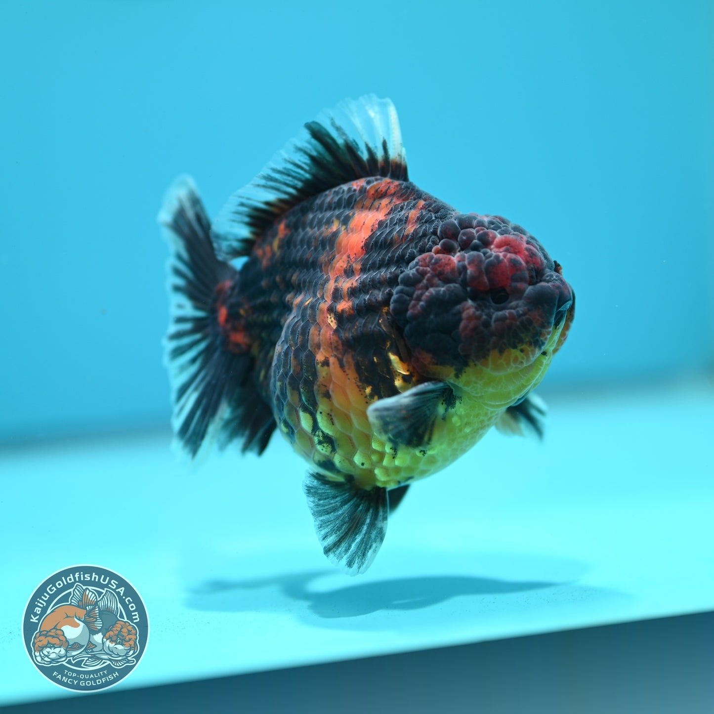 Heavy Ink Tiger Oranda 3.5 inch Body (260612_OR15)