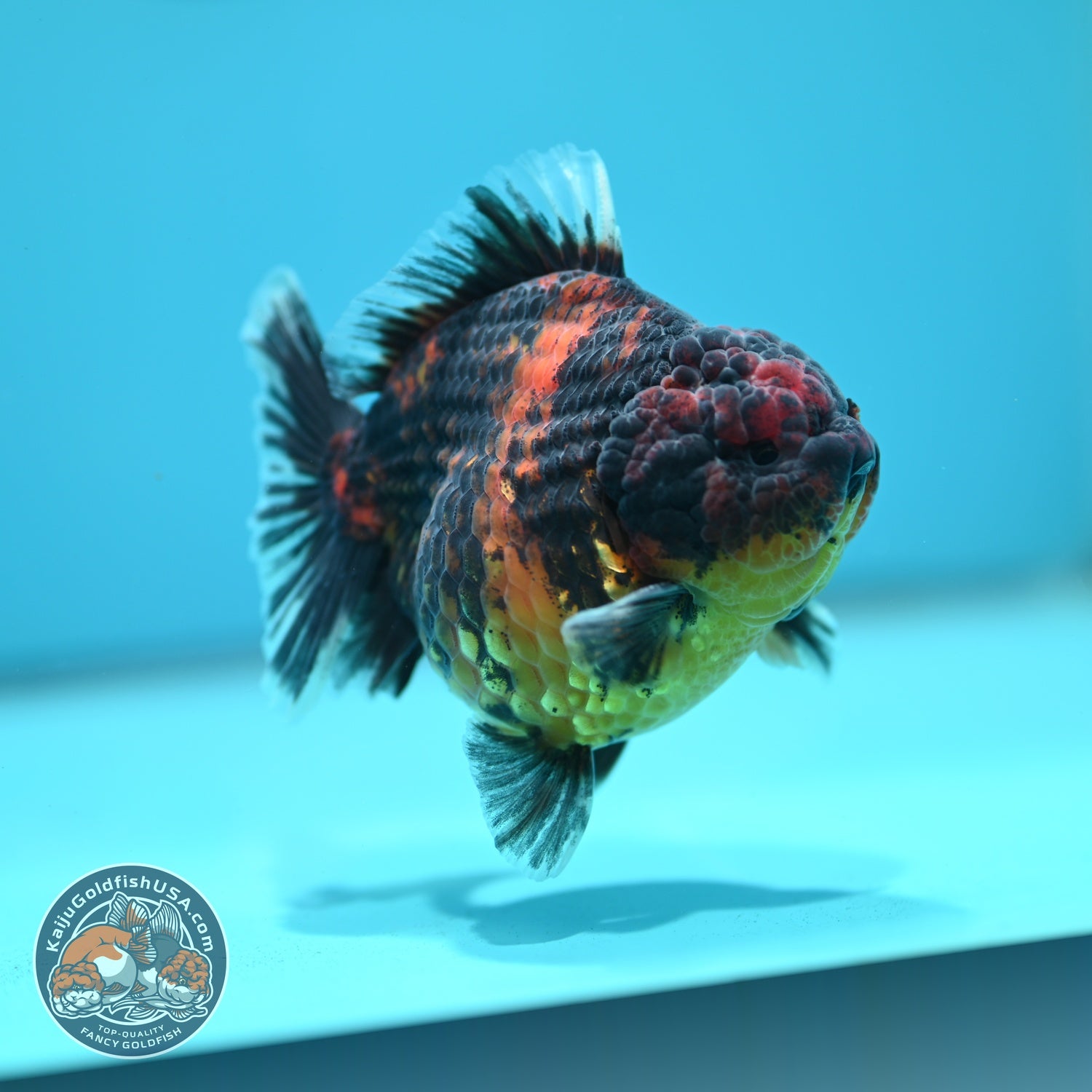 Heavy Ink Tiger Oranda 3.5 inch Body (260612_OR15)