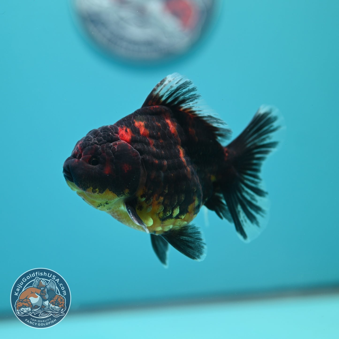 Heavy Ink Tiger Oranda 3.5 inch Body (260619_OR11)