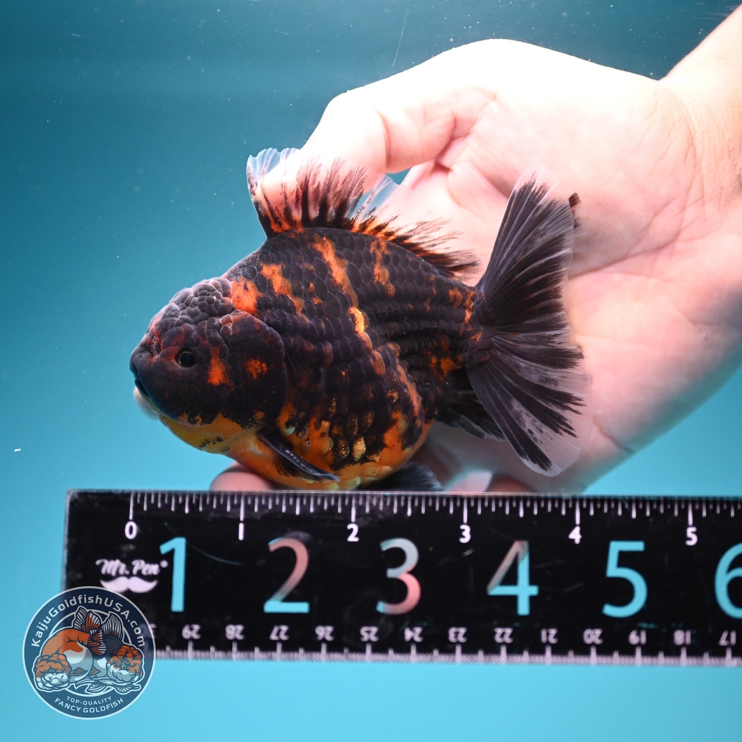 Heavy Ink Tiger Oranda 3.5 inch Body (260619_OR11)