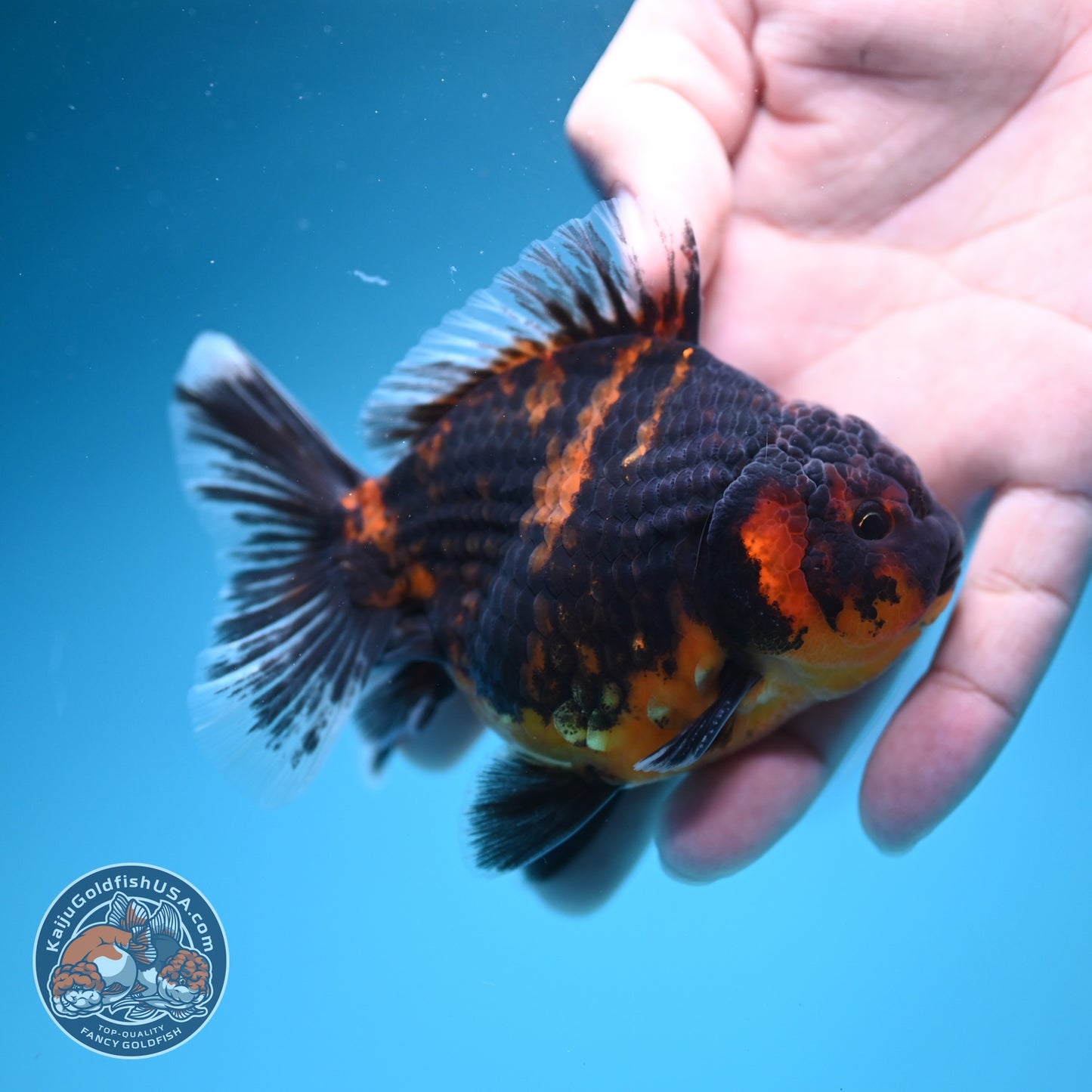 Heavy Ink Tiger Oranda 3.5 inch Body (260619_OR11)