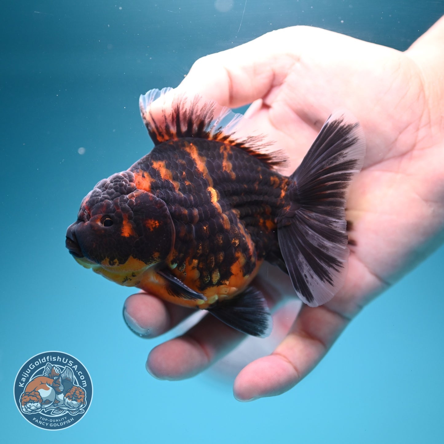 Heavy Ink Tiger Oranda 3.5 inch Body (260619_OR11)